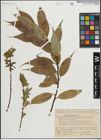 Foto von Salix lucida Muhl.
